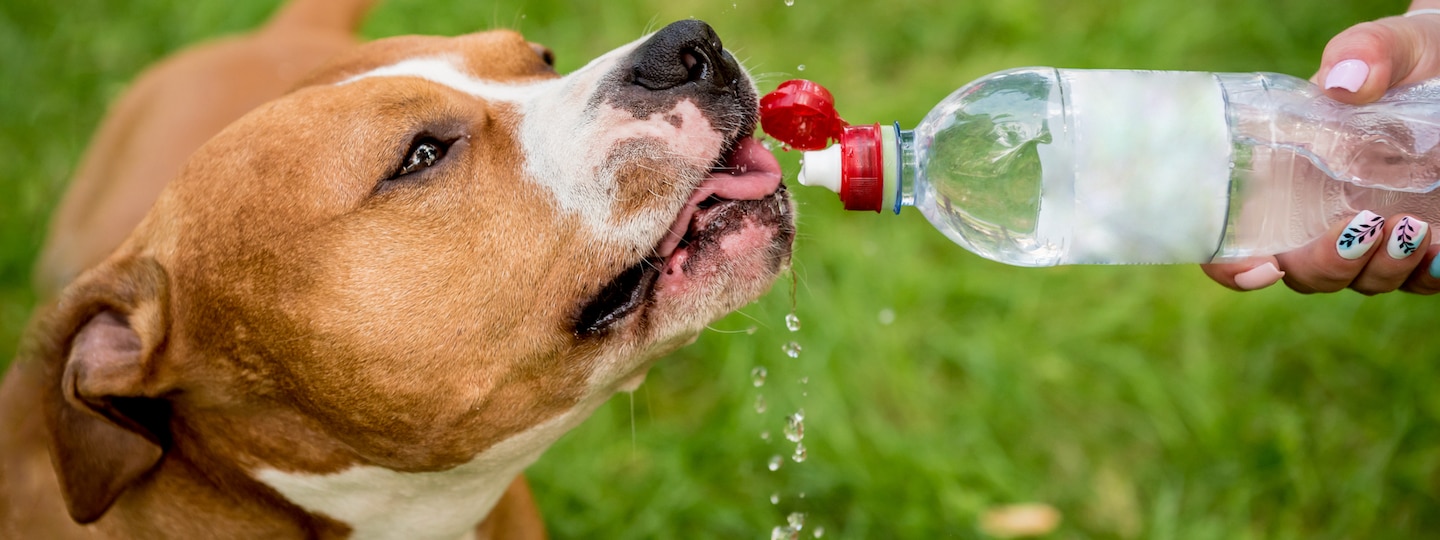 Dog drinking water out of a bottle